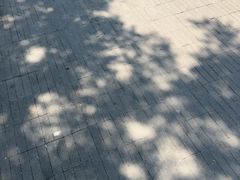 -海河游船-永乐码头(大悲院)
