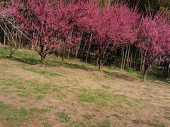 -苏州上方山国家森林公园