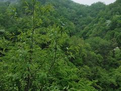 -西泰山风景区