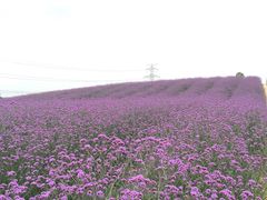 -紫颐香薰山谷景区