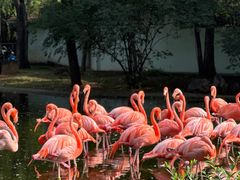 -石家庄市动物园