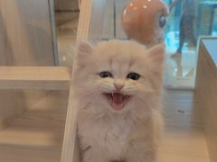 -爪爪喵星球·猫舍(前海卓越店)