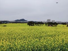 -光明小镇欢乐田园