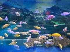 -沙沙哗啦海洋馆(华宇百花谷店)