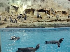 -帝企鹅自助餐厅•儿童岛•真企鹅(长隆企鹅酒店)