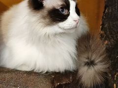 -猫猫幼稚园·撸猫·桌游·电玩