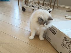 -Let's go狗咖·猫咖·奶狗·桌游(春熙路IFS店)