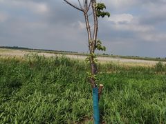 -盐城丹顶鹤湿地生态旅游区