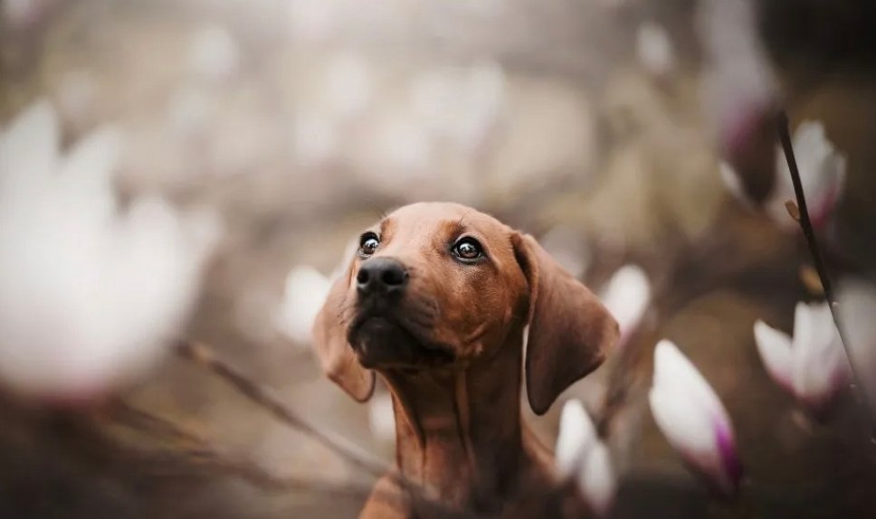 腊肠犬打猎兔子图片