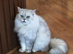 -猫友咖啡店(玉林西路店)