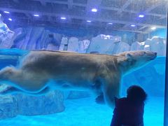 -上海海昌海洋公园-冰山北极馆