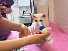 -北京观赏动物医院·24小时大型综合·猫专科·异宠专科