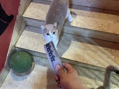 -猫爷宠物生活馆·撸猫馆