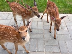 -北京鹿世界主题园