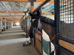 -北京群众马术培训基地