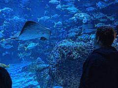 -瑞普利水族馆