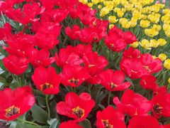 -洛阳郁金香牡丹园