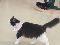 -共舞时光猫咖·狗咖(新街口店)