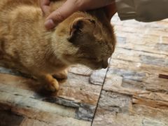 -韩食代烧烤(龙华路美食街店)