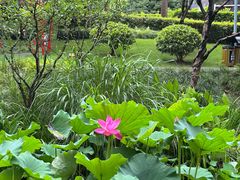 -陈家山荷花公园