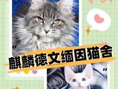 -十年猫舍·猫咪专门店(普陀店)