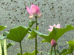 -金鸡湖桃花岛