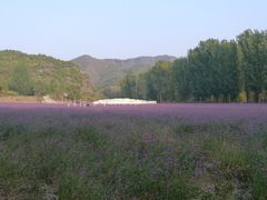 -紫海香堤香草艺术庄园