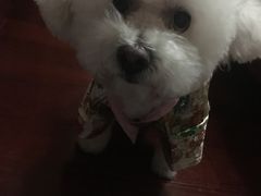 -多卡布奇宠物生活馆(上林世家店)