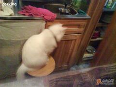 -Babycat私家御饼屋(龙头路一店)