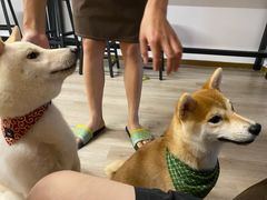 -柴迷FANS CLUB·柴犬狗咖·猫咖