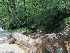 -金龙寺国家森林公园