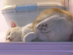 -喵的天空名猫咖啡馆·撸猫·猫舍·用品