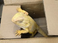 -北京观赏动物医院·24小时大型综合·猫专科·异宠专科