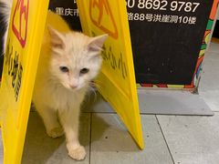 -朱氏胖子烂火锅(洪崖洞店)