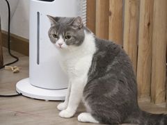 -柴迷FANS CLUB·柴犬狗咖·猫咖