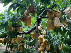 -老袁家蜜桃农场·阳山水蜜桃