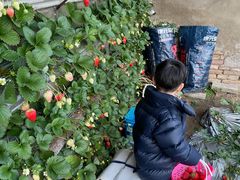 -大自然农场蔬菜草莓采摘园