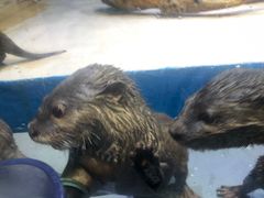 -华夏文旅海洋公园