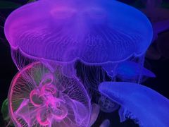 -太平洋海底世界