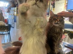 -平行世界·猫咖(首经贸店)