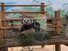 -西霞口神雕山野生动物世界