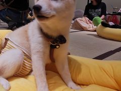 -逗柴咖啡屋·狗咖猫咖宠物桌游