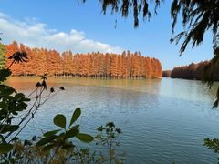 -上海海湾国家森林公园