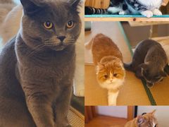 -猫在这儿猫咪咖啡馆·撸猫馆