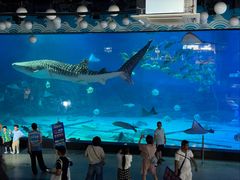 -烟台海昌鲸鲨海洋公园