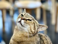 -龙华素斋(龙华路店)