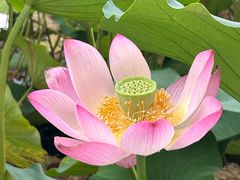 -莲花池公园
