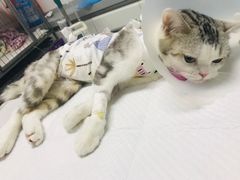 -达爱动物医院·犬猫分区·CT·复杂眼科(远洋山水分院)