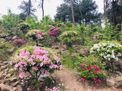 -南山植物园