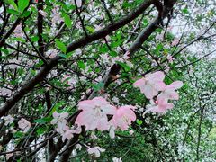 -铁山坪森林公园